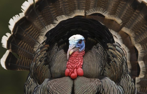TCF Sales Closed for Thanksgiving